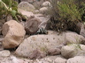 Western Spotted Skunk in the Superstitions
